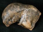 Fossil Manatee Ear Bone - Florida #16179-1